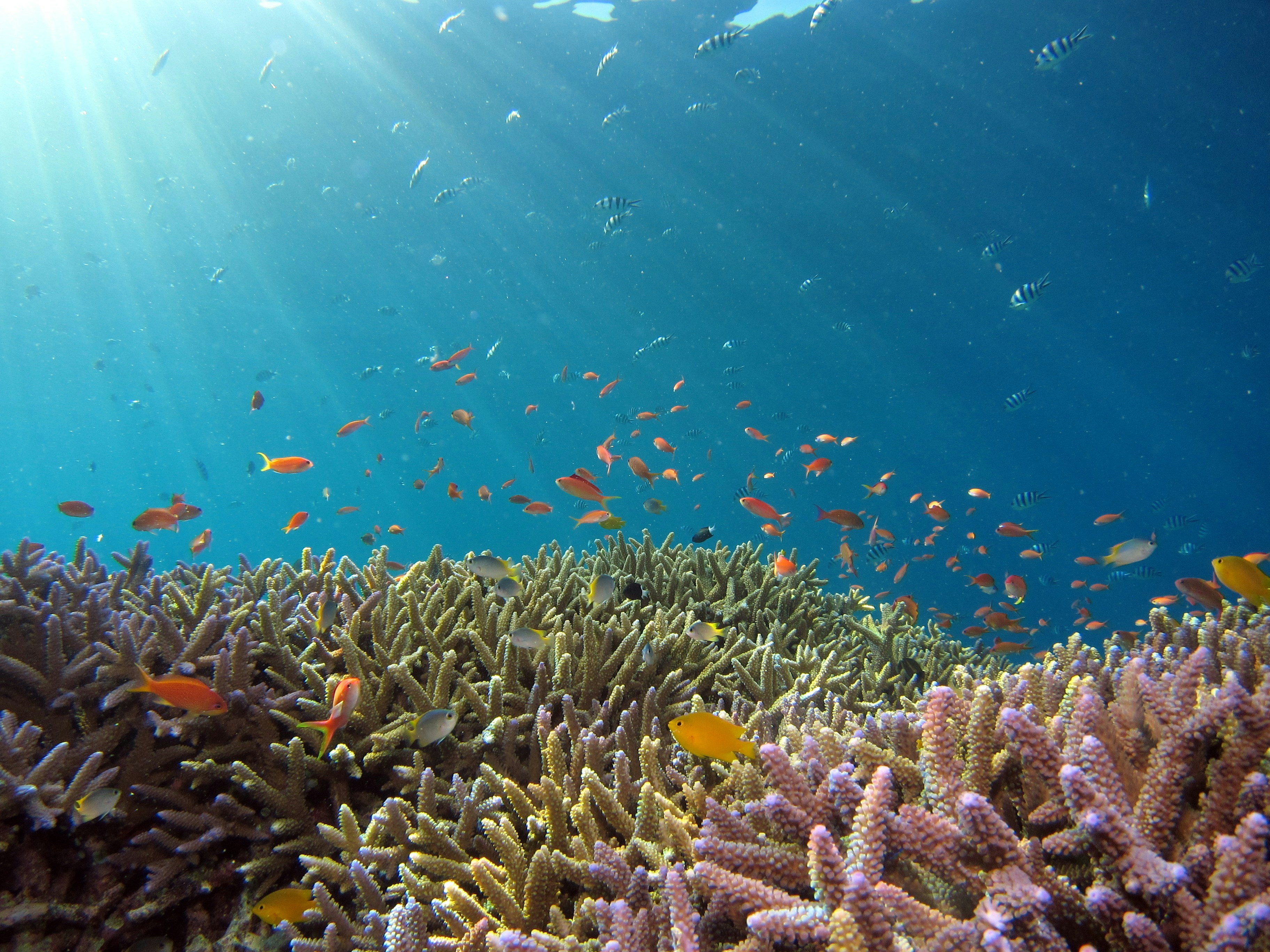 Two people snorkling in dahab Egypt